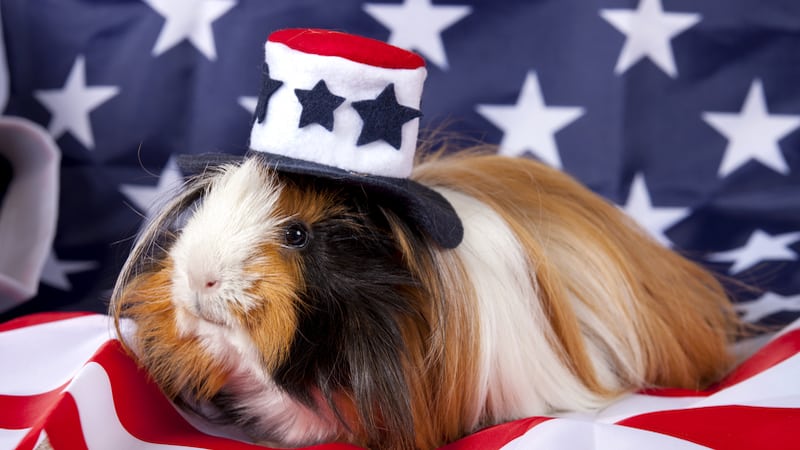 A guinea pig surrounded by American flag iconography, from Anthony Anise Totah Jr. While politics can seem bereft of genuine, warm-hearted laughs, Nick Thomas’s deep dive into congressional members’ names provides non-partisan grins and giggles.