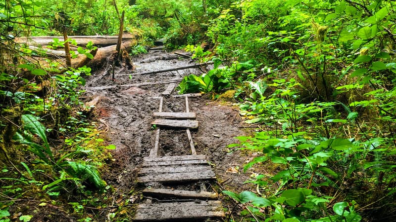 A dilapidated section of the West Coast Trail in BC, Canada. From Christopher Babcock.