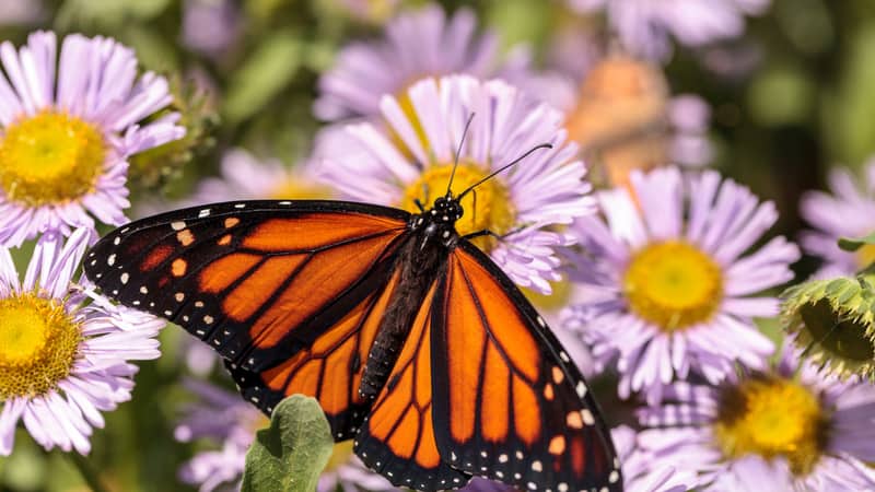 Monarch butterfly on a flower, by Smitty411. More What’s Booming in Richmond, Virginia, from June 22 and beyond - music, museums, festivals, book events, announcements, and lots else.