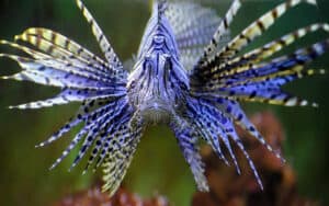 Front view of a lion fish, from Misad. Belly laughs, cultural celebration, block party, choral music, and a movie on lionfish! “What’s Booming RVA: Laughter and Learning and Music.” Image
