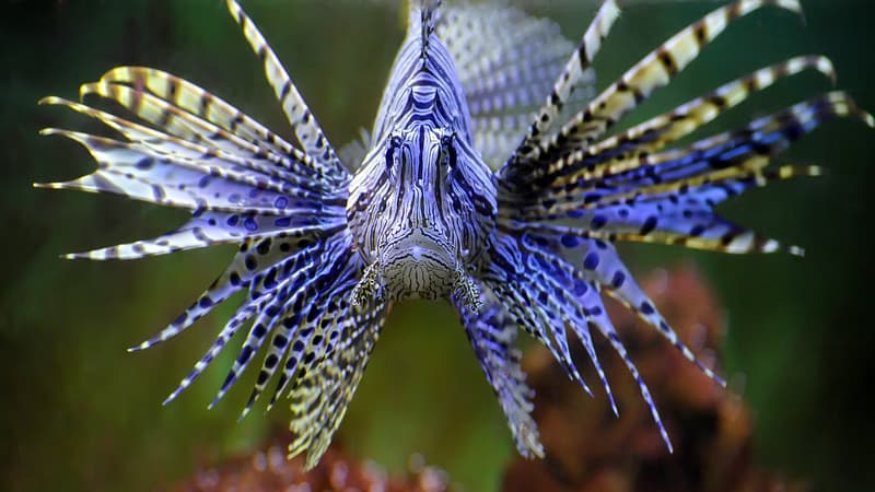 Front view of a lion fish, from Misad. Belly laughs, cultural celebration, block party, choral music, and a movie on lionfish! “What’s Booming RVA: Laughter and Learning and Music.”