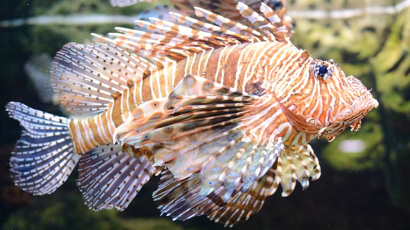 lionfish