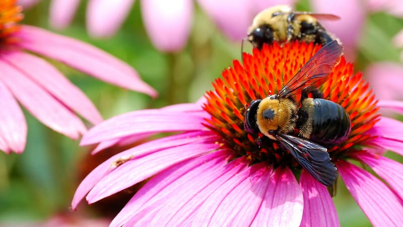 bumble bees on echinacea, by Youngryand. For environmental column on bumble bees and human greed.