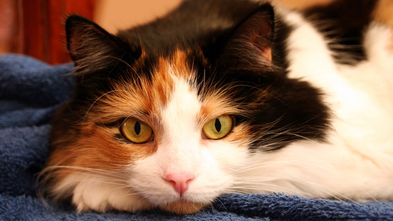 calico cat, credit Maisan Caines. For "Gladys, my formidable feline foe" essay by Jeff Sawyer