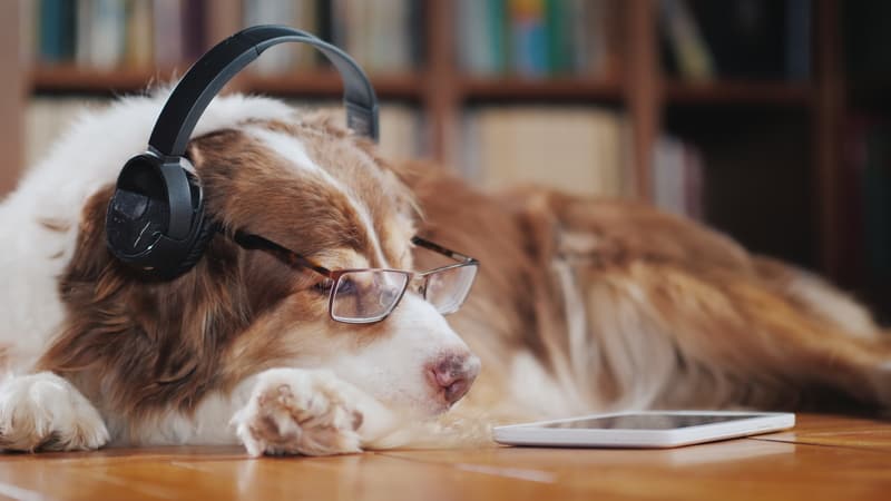 a dog with headphones and glasses looking at a tablet. By Vitaliy Nazarenko. For article on soothing anxious dogs.