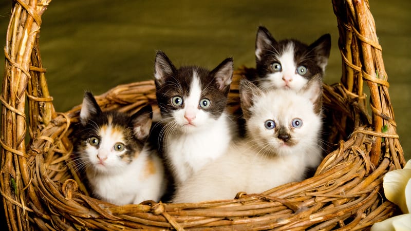 kittens in a basket, by Tracie Grant. For What's Booming RVA, August 10-17