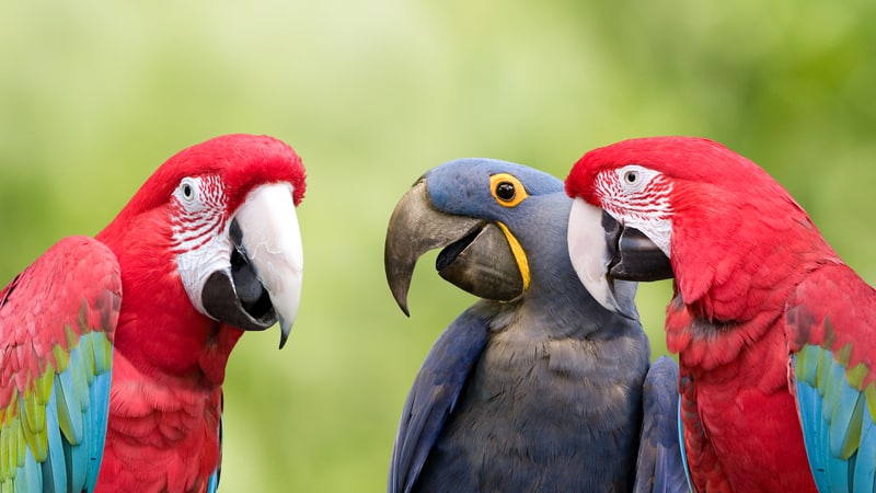 3 parrot friends, image by Vividpixels, for article on parrots making video calls and friends