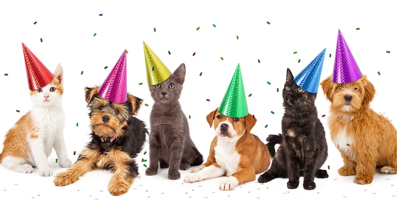 puppies and kittens with party hats and confetti, by Adogslifephoto. For What's Booming events, August 10 to 17 in Richmond, Virginia