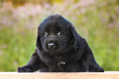 sad little black puppy, image by Philip Steury