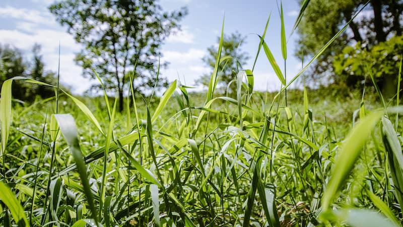 The idea of green burials can seem distasteful and even disrespectful in a country accustomed to a more sanitized view of death, but dead bodies and green burials are not a threat to public health, says Dr. Rebecca Wurtz, director of the Public Health Administration and Policy program at the University of Minnesota. (Dreamstime/TNS)