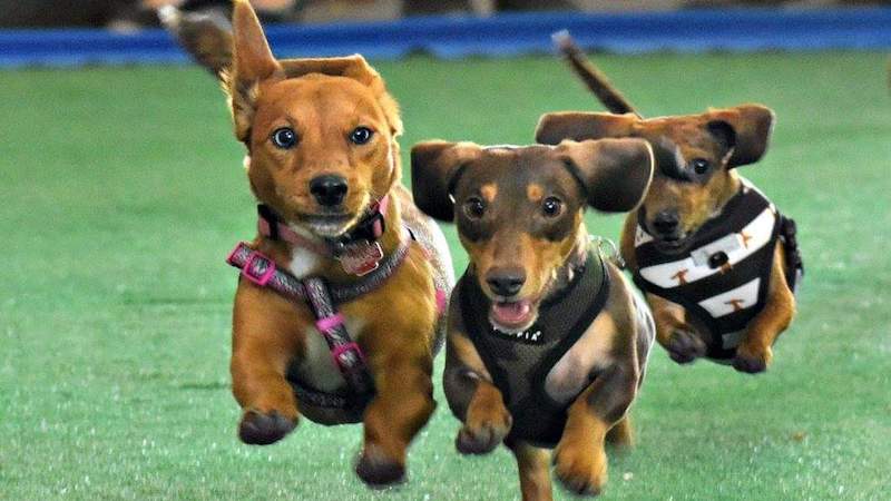 Dachshund racing at Dachtoberfest in Richmond, Virginia. For What's Booming calendar the week of September 28