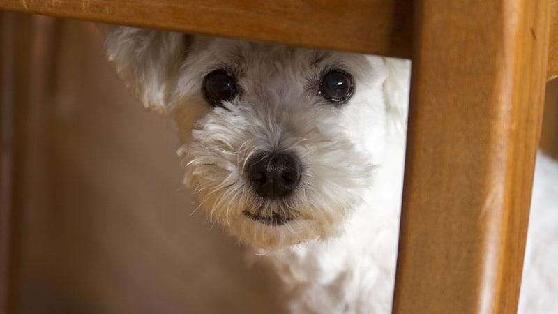 A poodle hiding under furniture, for article on a poorly socialized rescue dog.