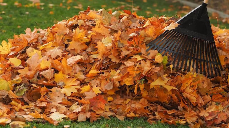 A pile of leaves with a rake. According to the National Wildlife Federation, fallen leaves create their own mini-ecosystem, leading to a beneficial conclusion: Don't rake leaves! (Dreamstime/TNS)