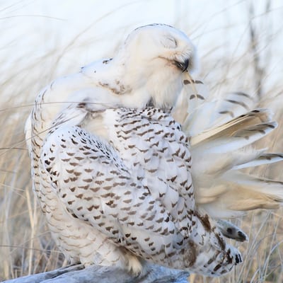 Snowy owl at Damon Point, Ocean Shores, Washington. Image by Tim Hauf. Used in "The Blossoming of Women"