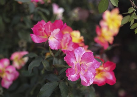 A rose grows in an evaluation bed in the Mitsuzo and Kyoko Shida Evaluation Garden.