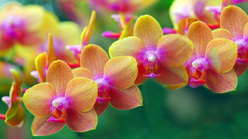 Orchids - shades of pink and yellow