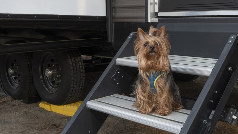 A Yorkie sitting on RV steps, by Guy Sagi. free RV camping with your dog.