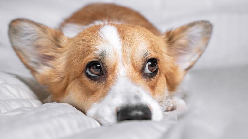 A sad corgi, for an article that pets grieve too. Image by Irina Mescheryakova