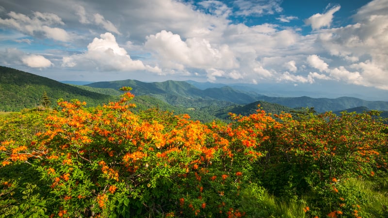 Appalachian Trail, flame azaleas. By daveallenphoto