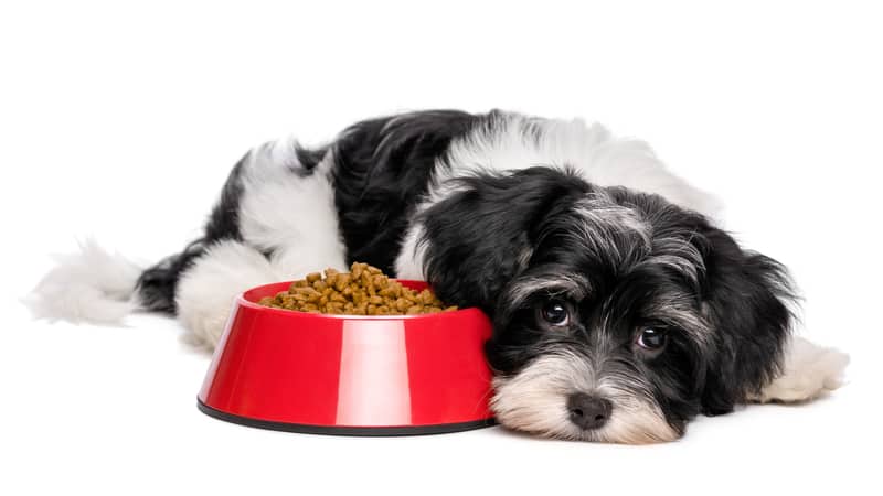 havanese dog food bowl Mdorottya. For advice article on feeding a picky dog