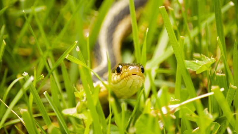 Snake in the grass. By Charlottep68