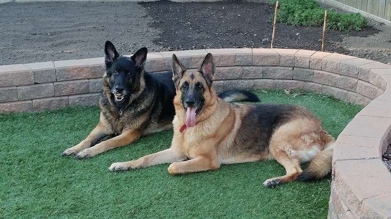 Jax (foreground) and Harly, German shepherds in the story from Cindy Karch on healing from the loss of a four-legged soulmate