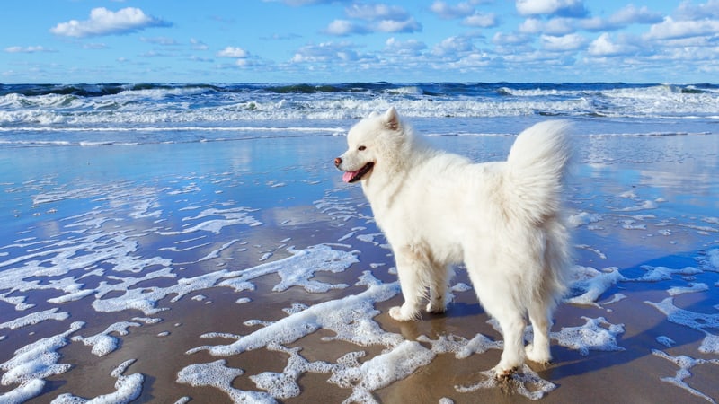 Samoyed dog on beach. Image by Alsimonov. For article on the perfect Outer Banks vacation with pets