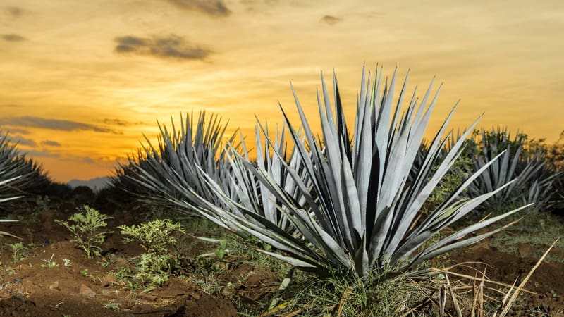 An agave field at sunset. By Jcfotografo. For article on tastes of tequila event, Tequilabamba
