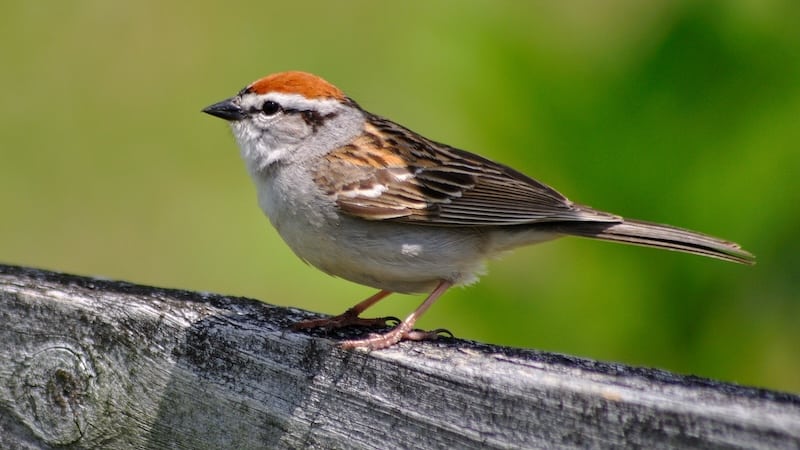 Chipping sparrow, image from Virginia State Parks. For What's Booming, February 15 to 22, 2024, including Backyard Bird Count