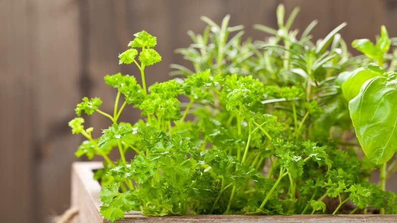 container herbs. Keep your favorite herbs within easy reach for cooking and seasoning by growing them in containers. A few pots set by your door and grill or on the patio, deck or balcony make it easy to include some homegrown flavor. (Shawn Hempel/Dreamstime/TNS)