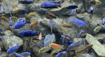 Bright blue fish swimming: The Florida Aquarium in Tampa is rated among the best aquariums in the U.S.