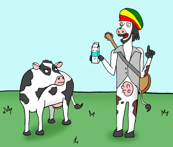 A cow dressed in rastafarian clothes standing on two legs and drinking milk. For the may cartoon caption contest in Boomer magazine