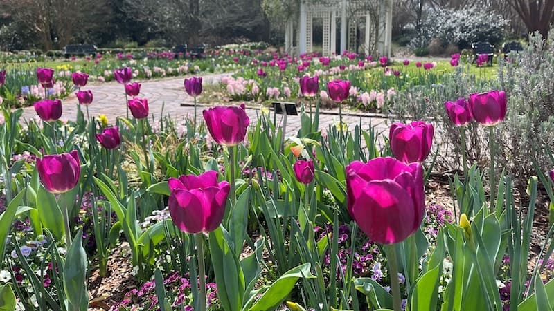 Tulips in Grace Arents Garden at Lewis Ginter Botanical Garden, Richmond. Used for What's Booming, March 21 - 28