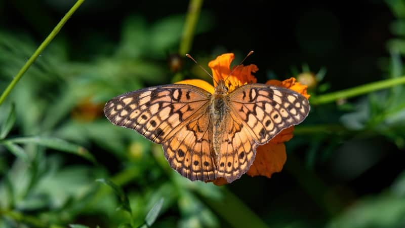 Euptoieta Claudia or variegated fritillary in the late summer sun. It is a North and South American butterfly in the family Nymphalidae. Image by Limckinne. Article on a pollinator-friendly yard