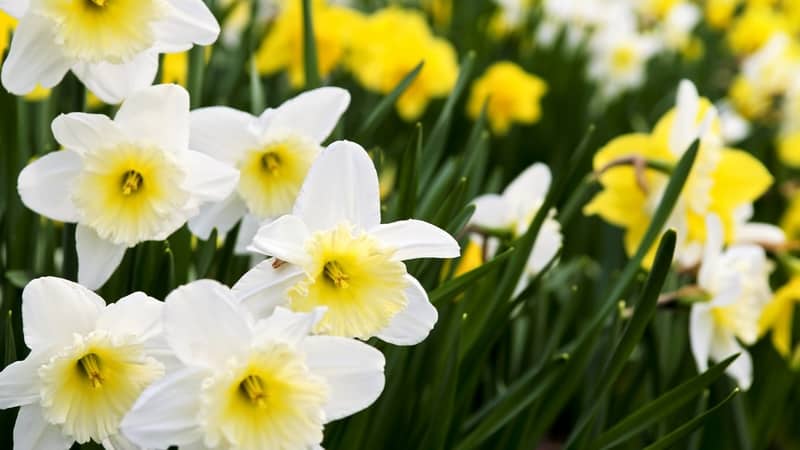 Daffodils in a field