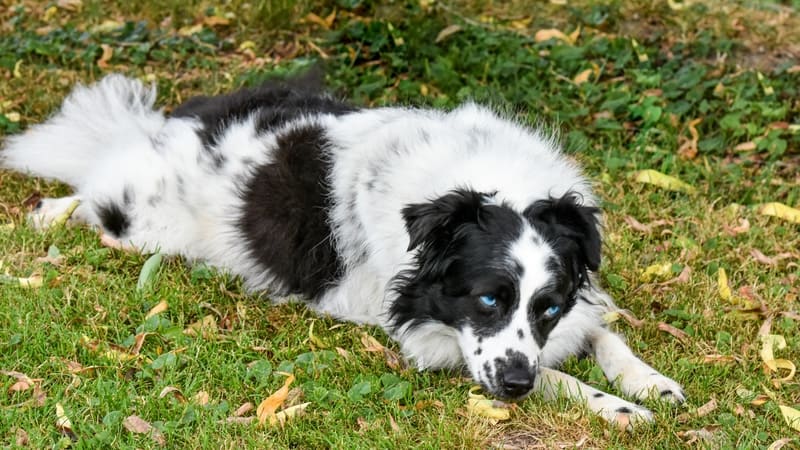 Timid pup on the grass. Image by Gunold.