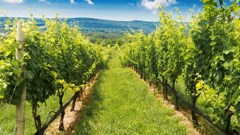 Virginia vineyard with mountains in the distance, by Igor Skryagin. Is Napa Style Coming to Virginia Wineries?