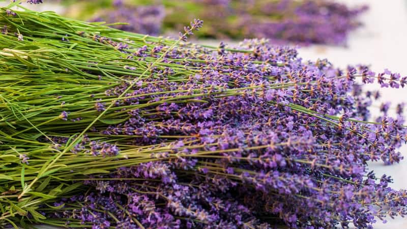 beautiful bundle of cut purple lavender plants, image by Simonao. For What's Booming, April 25 to May 2