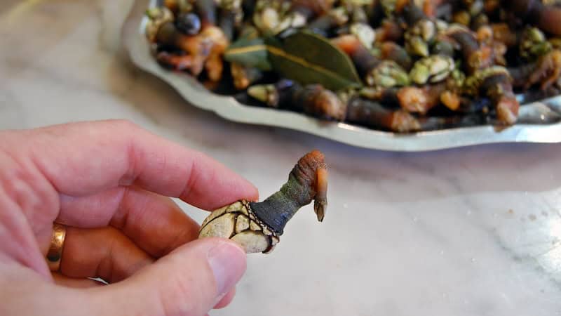 Tiny percebes (barnacles) are a local specialty in northwest Spain, including Santiago de Compostela.