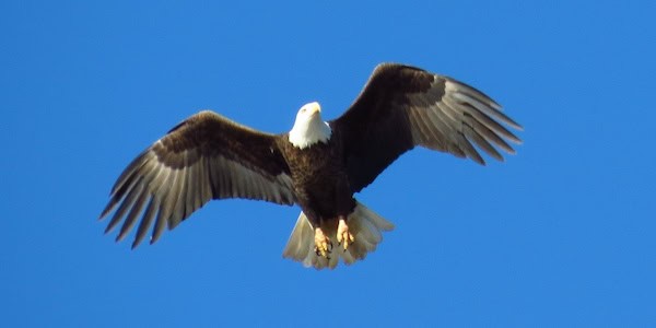 Eagle in flight at Mason Neck State Park. Courtesy Virginia State Parks