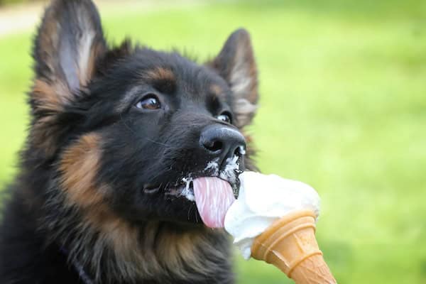Dog eating ice cream. For What's Booming May 15 +