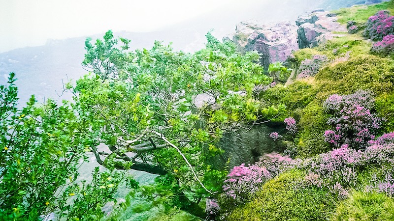 Mountain laurels blooming along the Blue Ridge. By Dan Mouer. For What's Booming: Art that nurtures nature