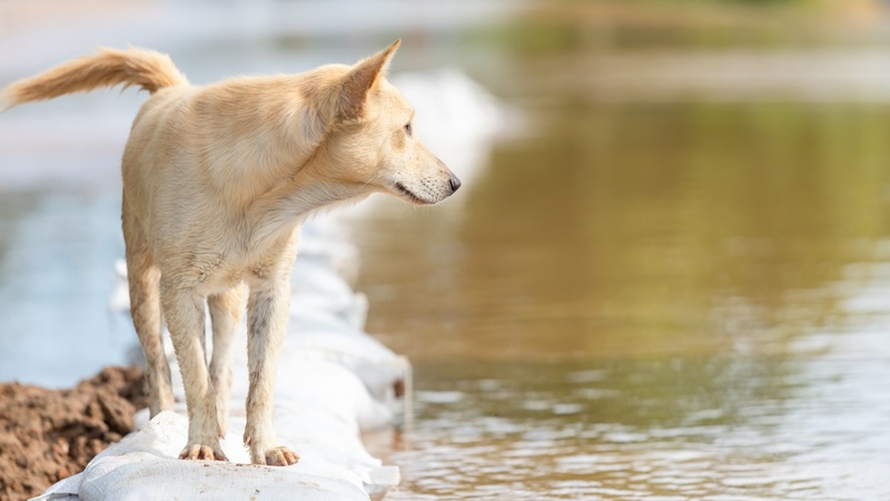 A lost dog standing on sandbags after a flood, used with a pet lover's note from Kerrville, Texas. Image from Thailand, Phanuwatn