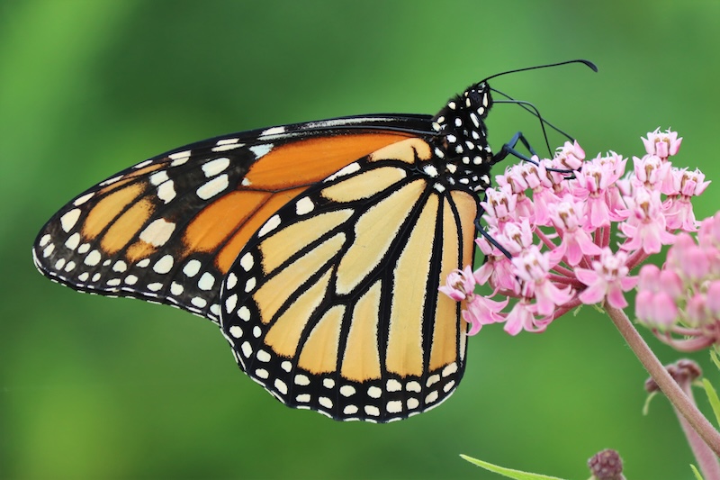 Butterfly on native flower. Image from Virginia Department of Conservation & Recreation