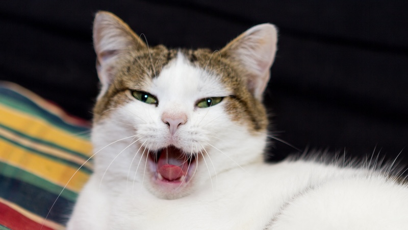 Laughing cat. For What's Booming: Laughing at cats and politicians
