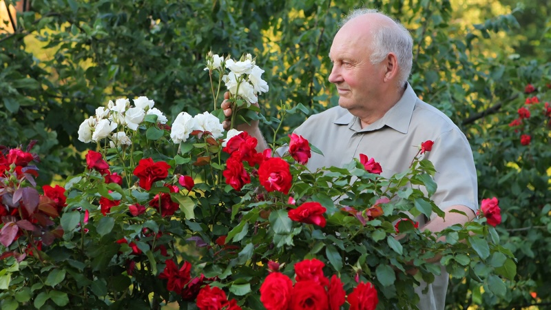 A man in the garden tending to his roses, as Doreen Frick recalls her dad in the garden as he sang in the rain. Image by Robert Ratuts
