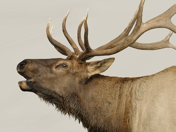 Wild elk bugling. Used in What's Booming September 18