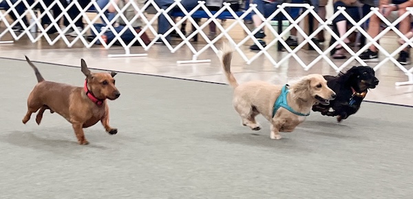 Dachshunds at Dachtoberfest races.