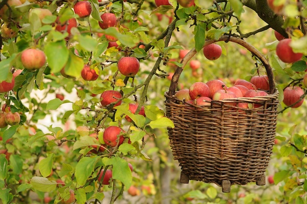 An apple tree with a basket filled with apples hanging from a limb. By Petr Cihak.