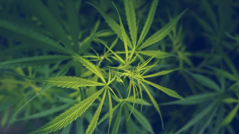 Marijuana plants - contribute to the high times of youth